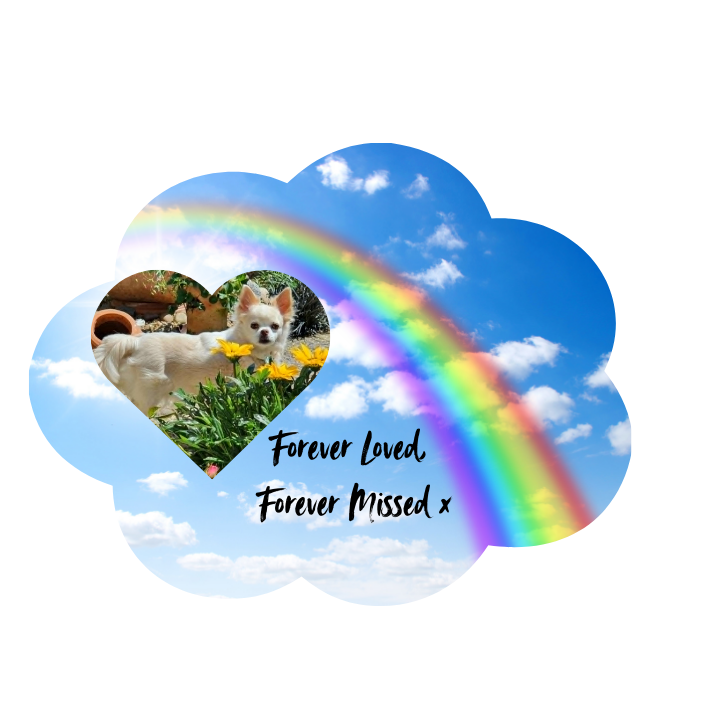 Pets In Memorial Photo Solar Light