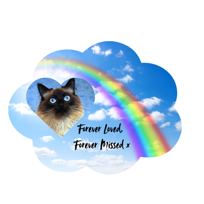 Pets In Memorial Photo Solar Light
